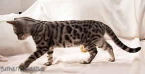 Bengalkatze silber